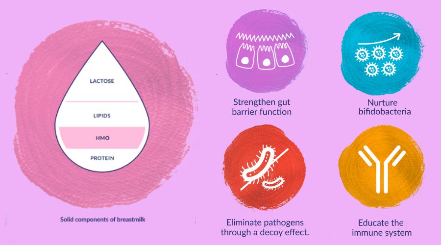 Human milk oligosaccharides — what they are and why they matter