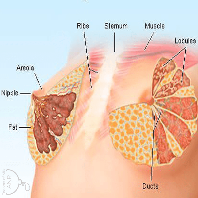 Newman-Goldfarb Protocols for Inducing Lactation