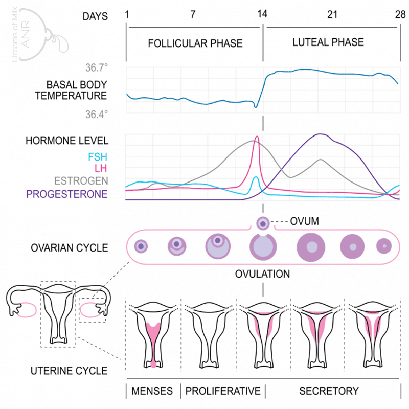 What is Progesterone?