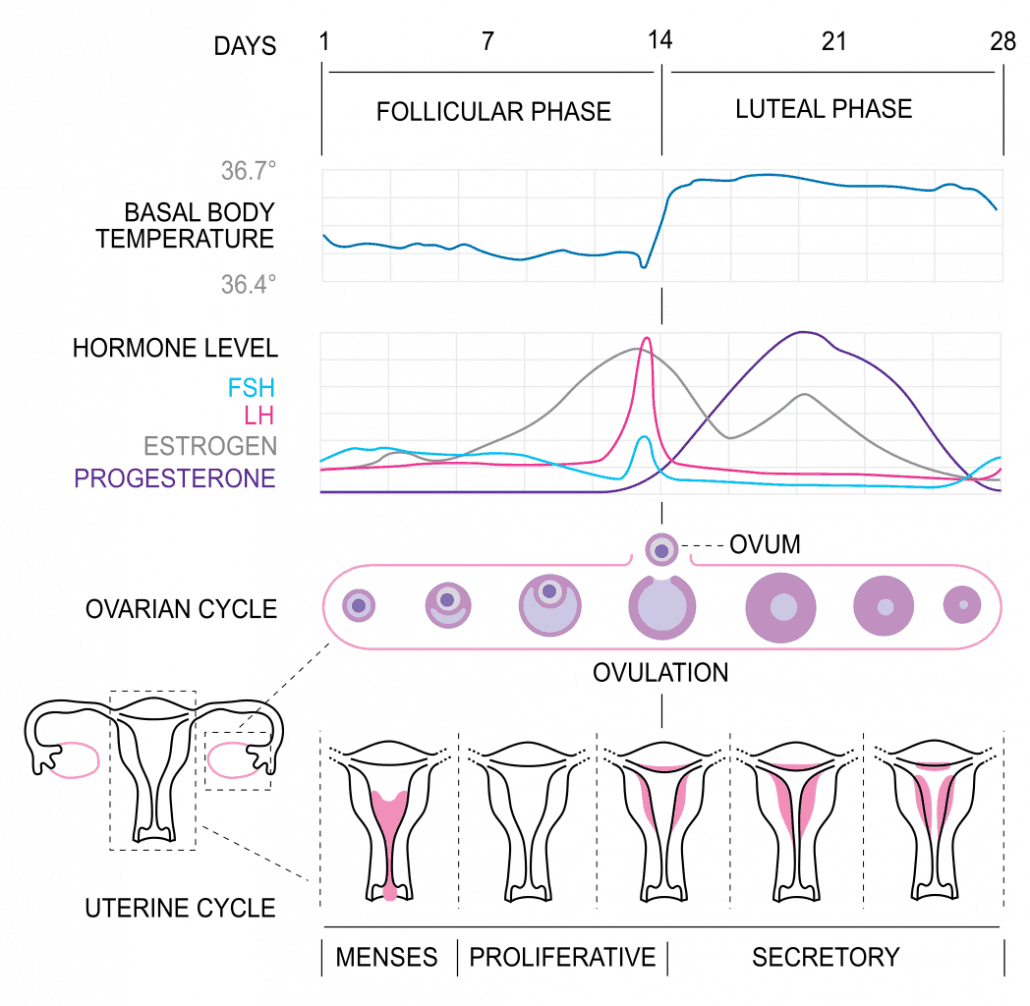 Diagram of the menstrual cycle and progesterone