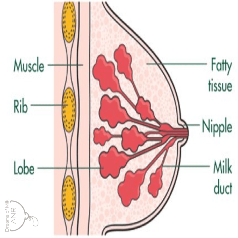 How Will My Breasts Know How Much Milk To Make?