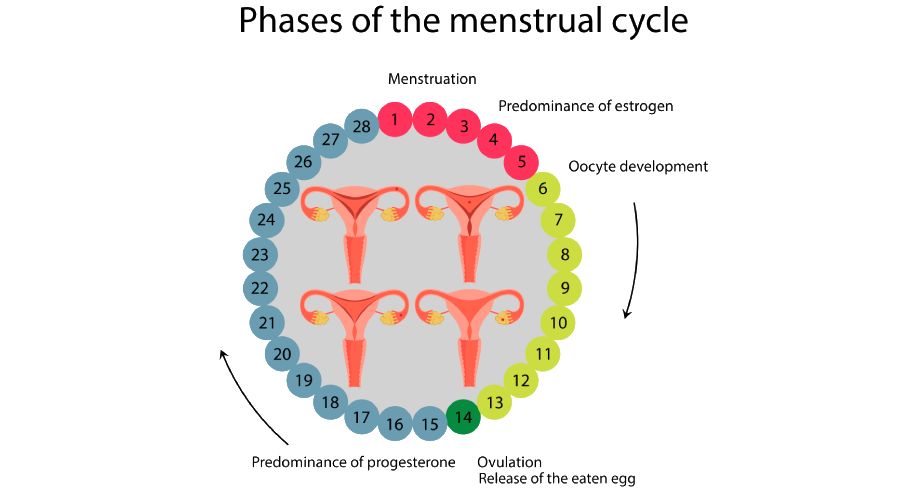 How your menstrual cycle changes when nursing