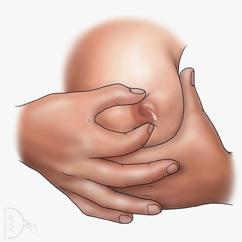 Hand Expressing Breast Milk - The Marmet Technique - Dreams of Milk ANR